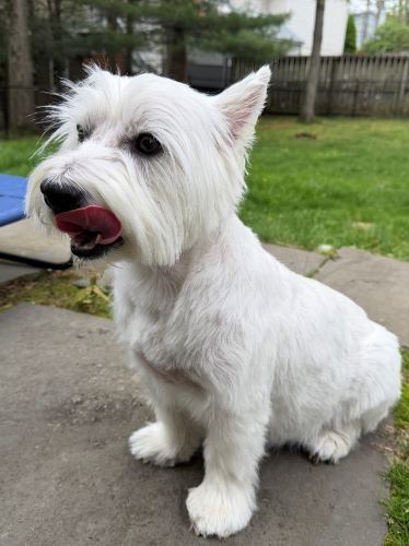 stan post groominga