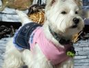 westie