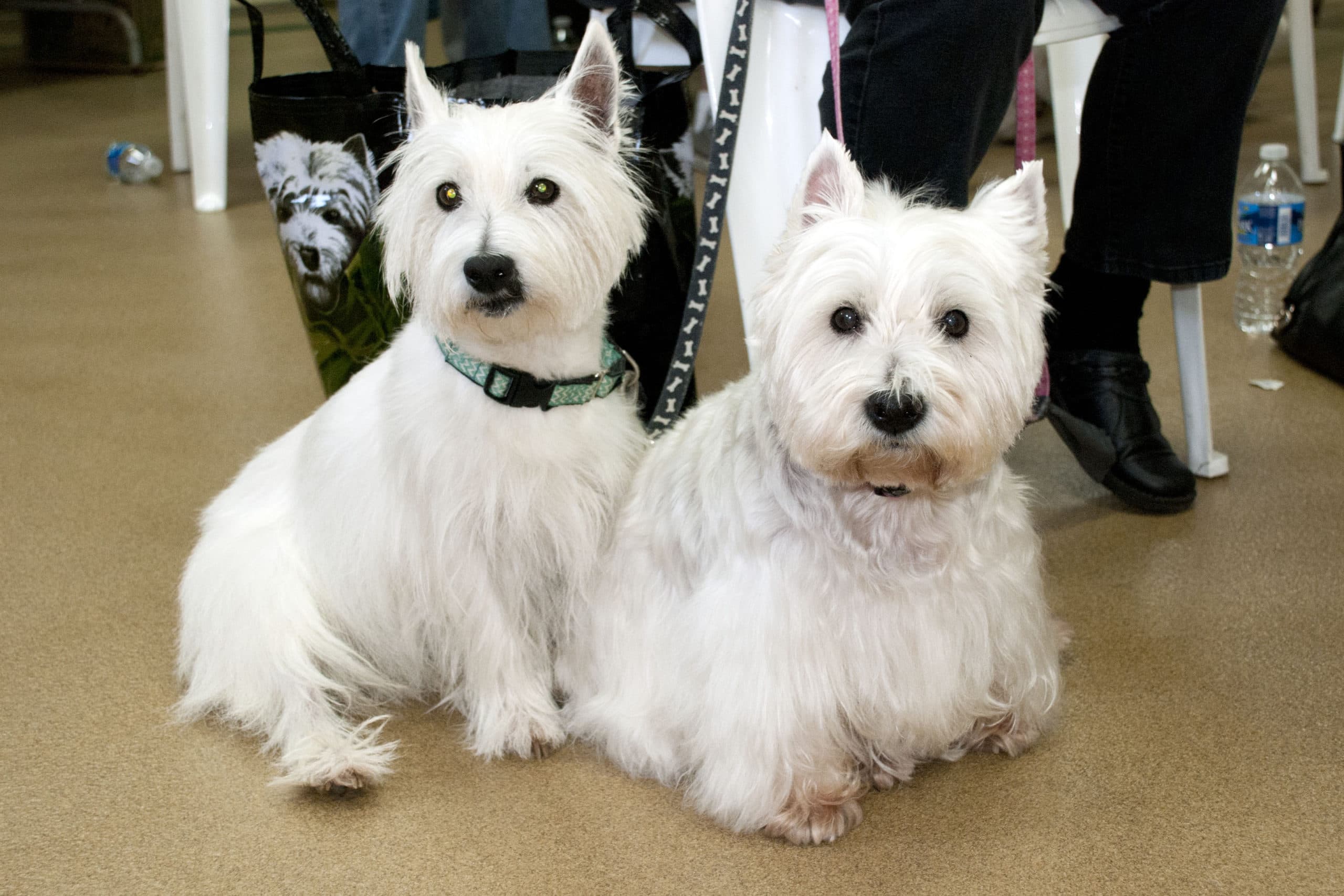 Our Westie Rescues Westie Club Of The South our-westie-rescues-westie-club-of-the-south